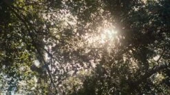 TEA TREE LEMON SAGE THICKENING SPRAY -Paul Mitchell Beauty Outlet 500cf837 0fd7 49eb b2d3 1ddffd6dd203